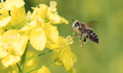 Biodiversité et pollinisateurs